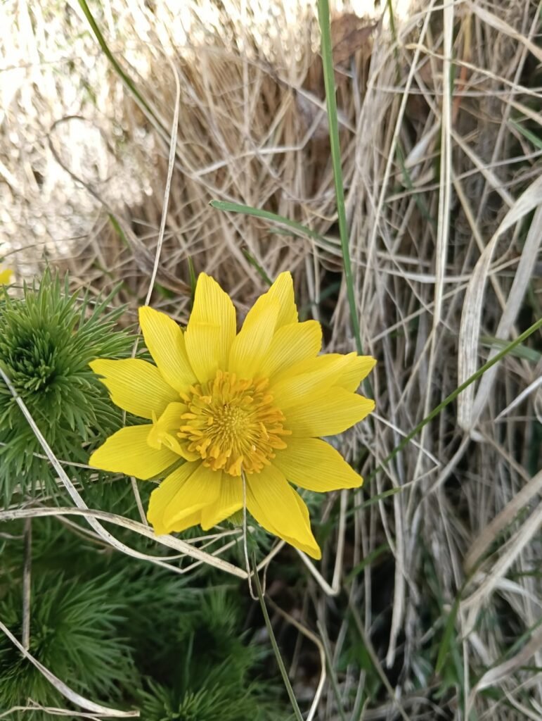 adonis-printemps-plante-solaire-soin-holistique Pulsatille des montagnes, fleur alpine associée à l’intuition et aux soins énergétiques sensibles