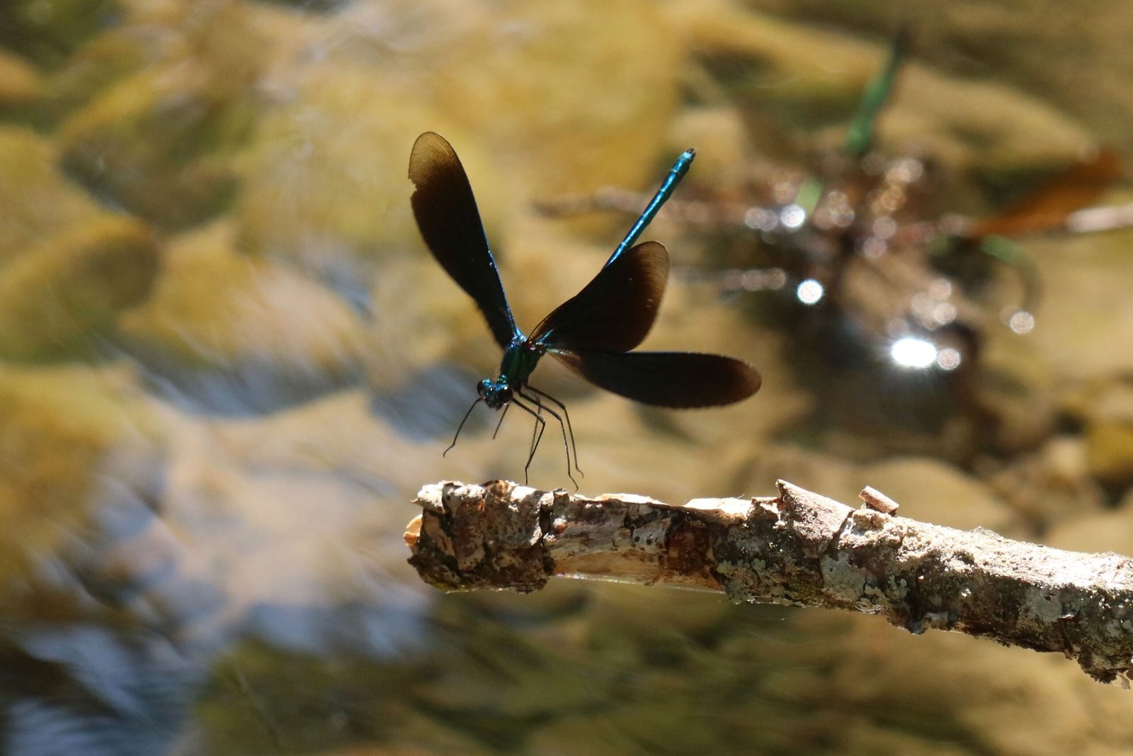 Demoiselle aux ailes bleues sur branche au-dessus de l’eau – nature et mouvement subtil, esprit Reiki – photo Valentine Hof